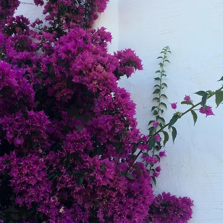 Villa Magical Mamamia On Island, Greece *